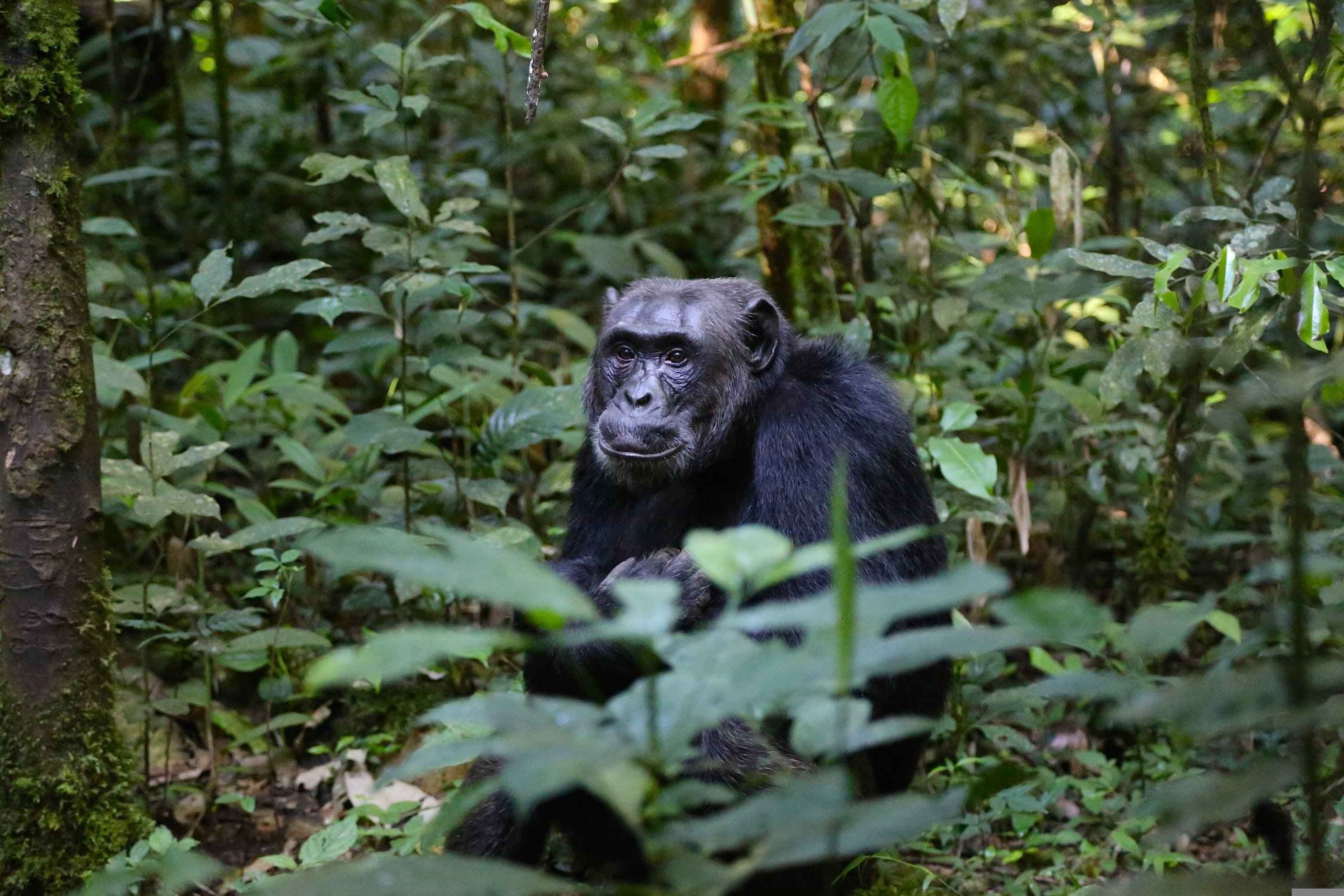 Chimpanzees in Bwindi