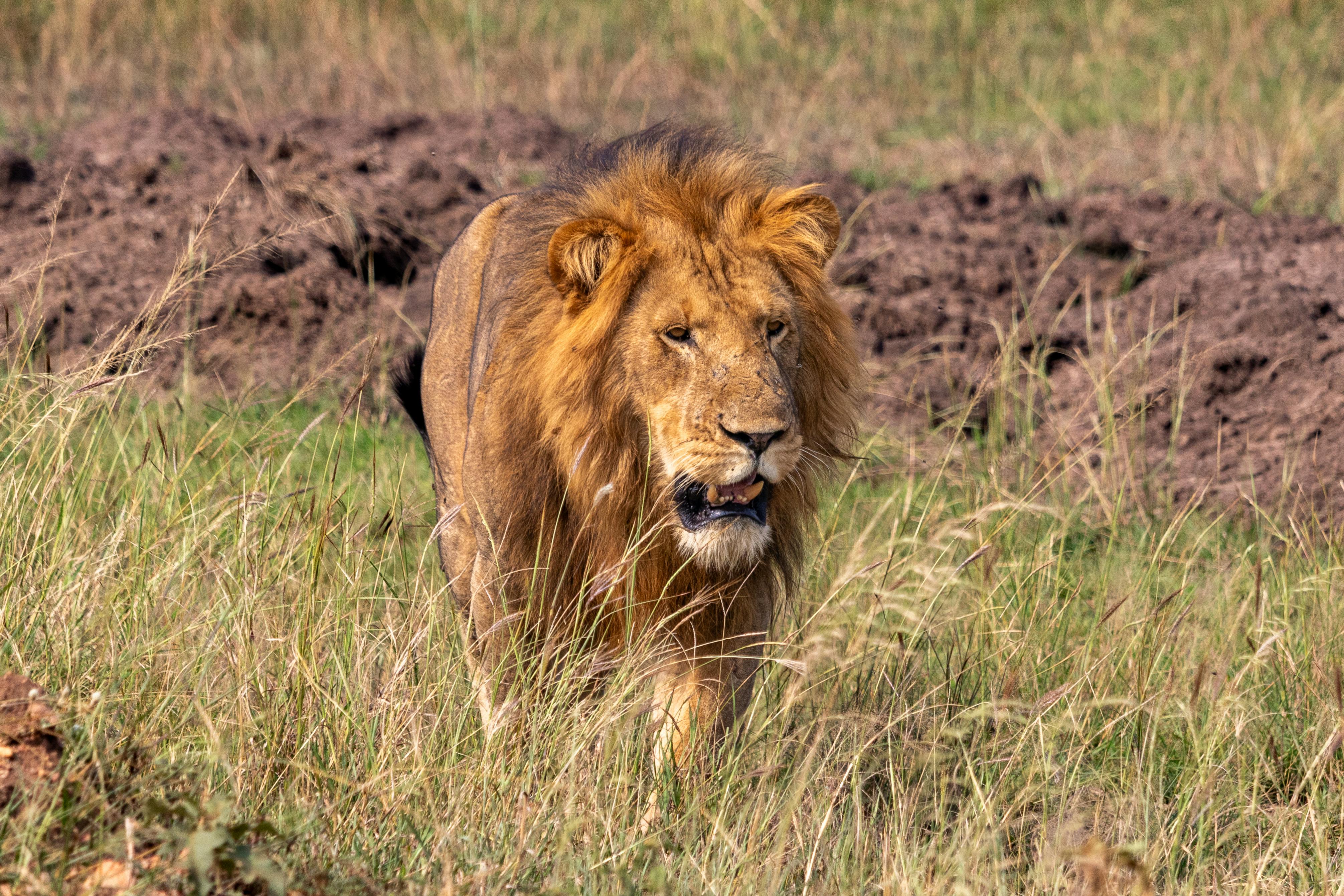 Wildlife in Western Uganda